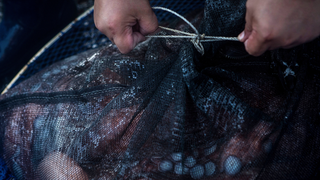 Scientists Say Octopus Farms Would Be 'Unethical' and Awful for the Planet
